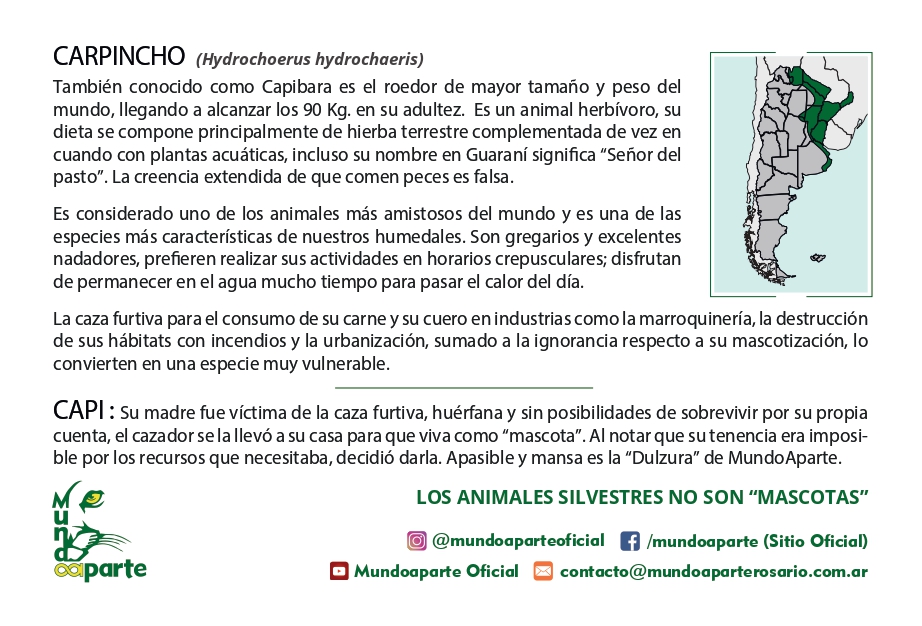 Carpincho - Imagen trasera